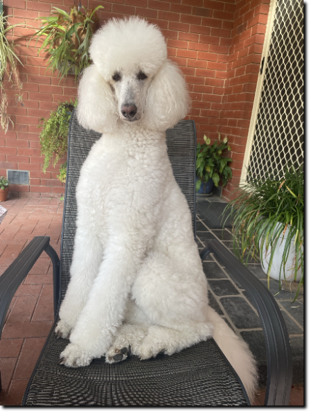Quinn, our white standard Poodle